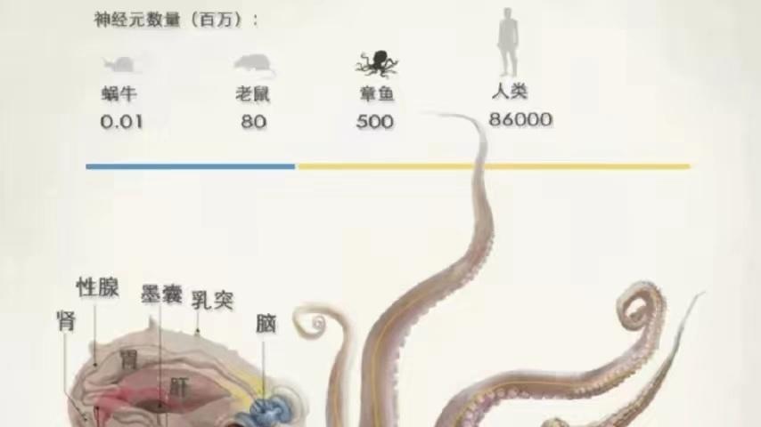 章鱼智力已高到“令人无法理解的地步”，为啥没爬到食物链顶端？