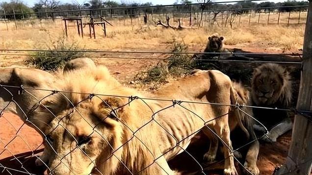顶级捕食者的晚年有多凄惨？为啥只有饿死的狮子，没有饿死的老虎