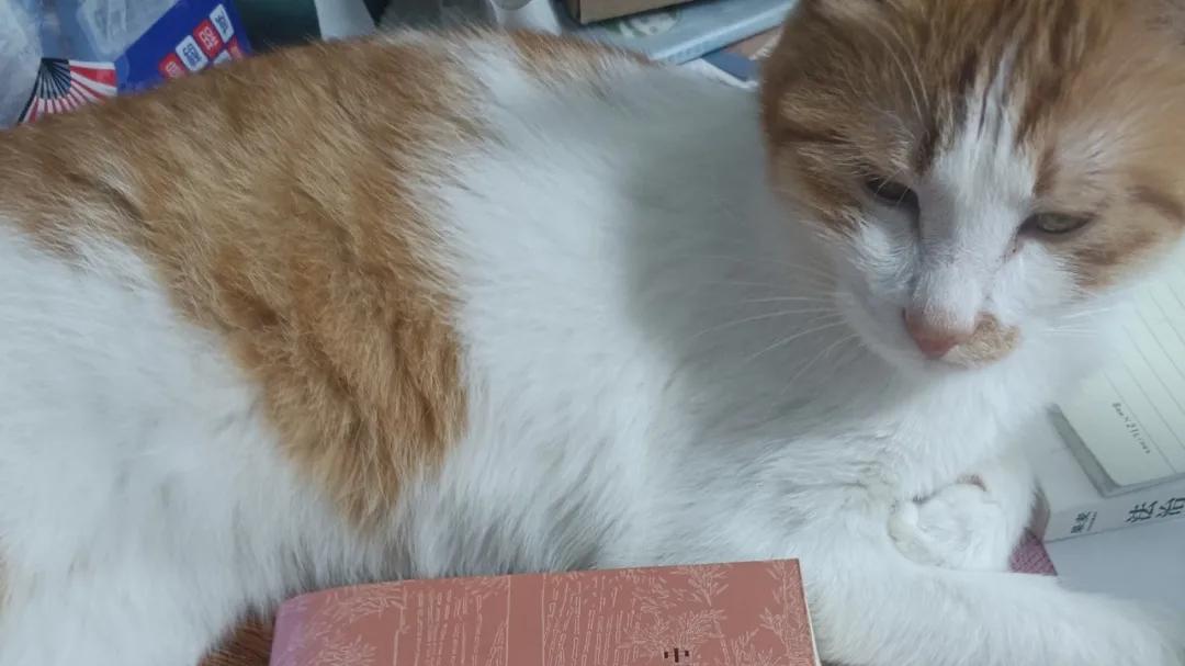 如果一辈子只能读一本书，我选《红楼梦》