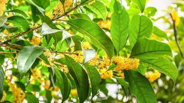 真惨！杭州男子搬新家，将自家桂花树砍了，遭女邻居索赔30万