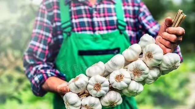 哇喔！美议员称：中国大蒜对美国安全构成“极大威胁”