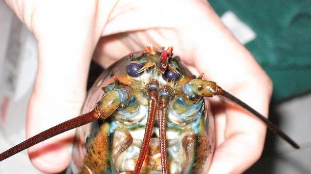 活煮螃蟹等同虐待？专家表示它们真的会痛，网友：国外吃个蟹太难