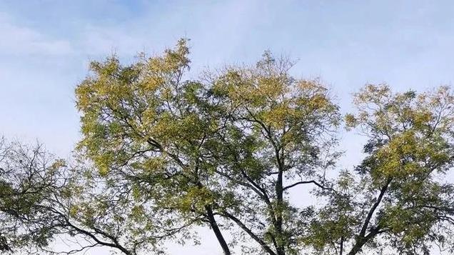 全球唯一承认中医的欧洲国家，医生年薪百万，比德国还发达！