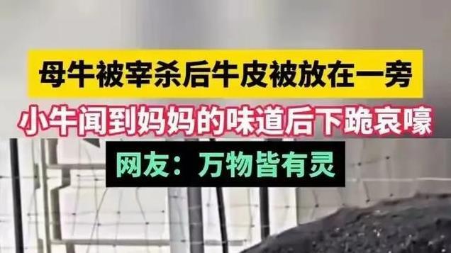 牛之泪，心之痛！母牛遭宰杀，小牛跪地找妈妈，动物情感震撼人心