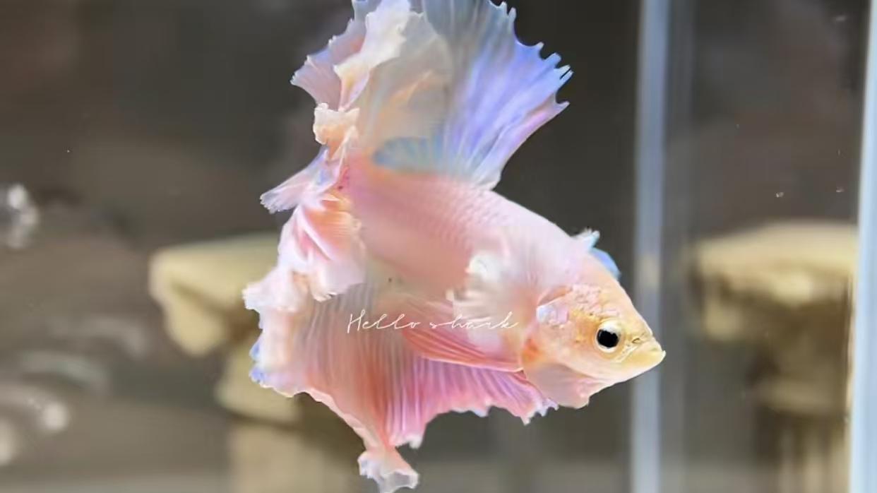 饲养观赏鱼时常被忽略的重要水体问题