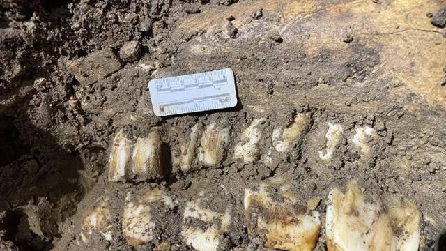 贵州遵义发现极度濒危物种化石