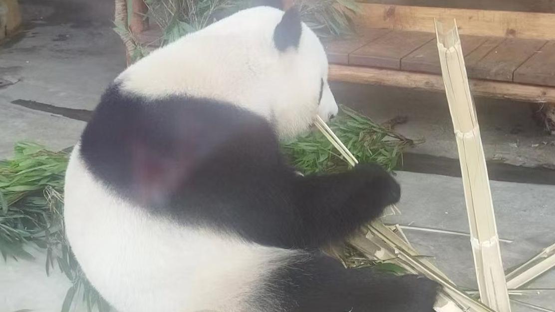 以王者荣耀谈俄乌战争