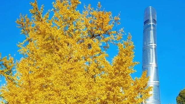 上海秋日市中心，银杏已上线！分享2处合集攻略！周末好去处！