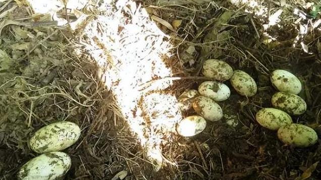 安徽村民在水库发现“土龙窝”，三代人守护39年，成功繁衍到61条