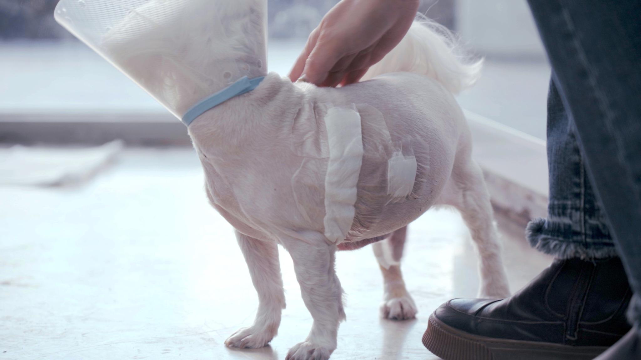 韩国 NEL动物医疗中心：犬二尖瓣修复术连获成功