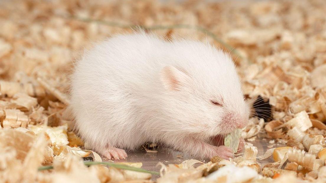 心理测试：你觉得哪个老鼠最有灵气？测生肖鼠明年会不会旺你？