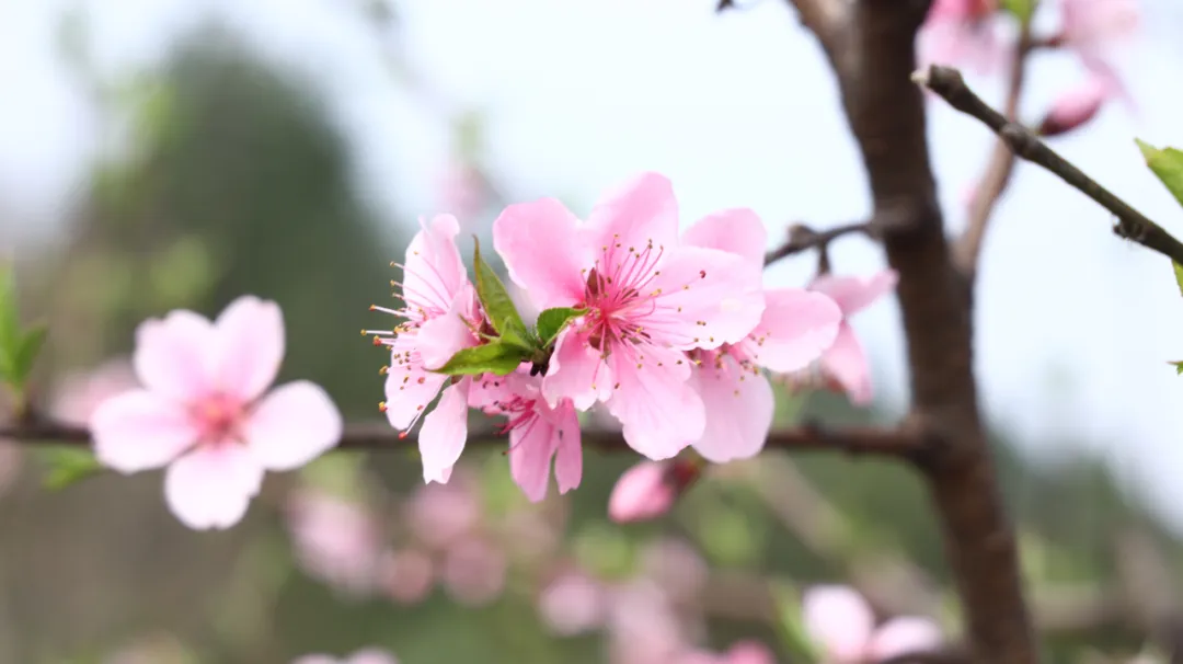 有多少完美的爱情是被父母强行拆散的？摸摸你的良心，到底疼不疼