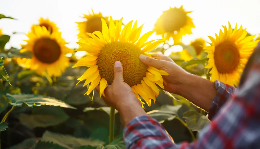 滋养喜悦感的五个练习，让醒觉的花朵绽放丨一行禅师