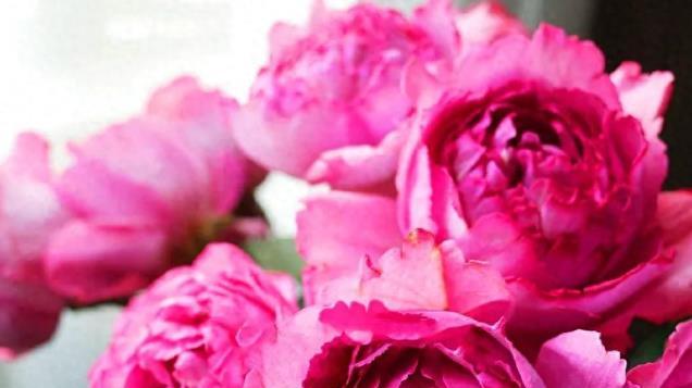 这种月季叫“伯爵”，色美香浓，自带皇家贵气