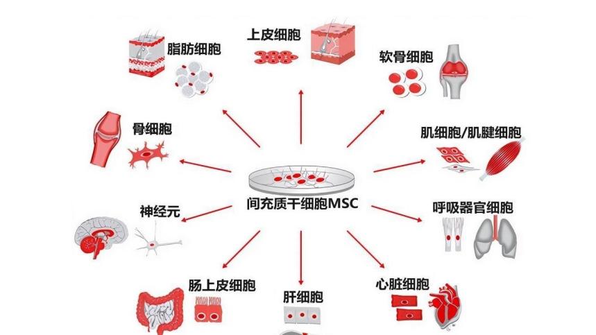 埃泽思携手逐典，共同推进MSC细胞制备合规化