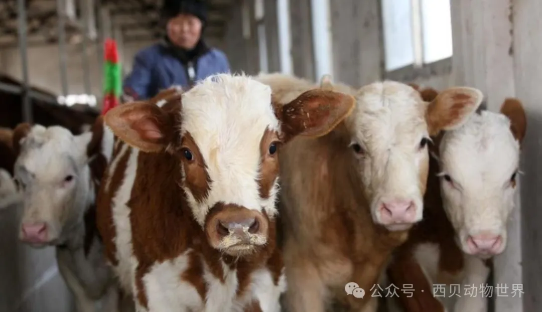 牛肚开天窗，科学还是残忍？揭秘瘤胃瘘管手术背后的故事