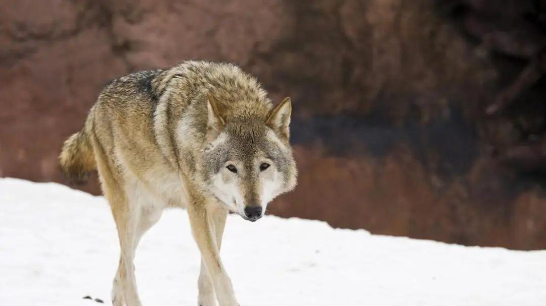 内蒙古小伙送羊肉引来独狼，半路杠上草原独狼王，装死一棍子搞定