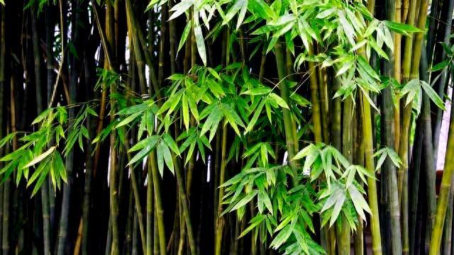 怎样才能快速杀死竹子？老人说“竹不过沟，藕不过桥”，啥原理