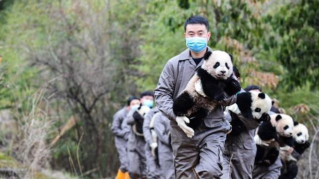 一云南农民曾采菌子时，无意间发现的生物，竟比大熊猫还珍贵