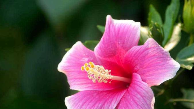 哪4个星座，自信乐观，福气满满，2025年充满新机遇