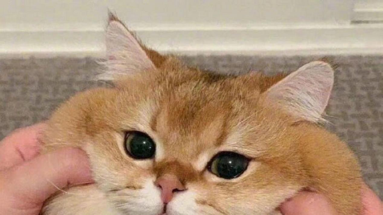 2025年，辽宁专升本平行志愿真的能实现吗？