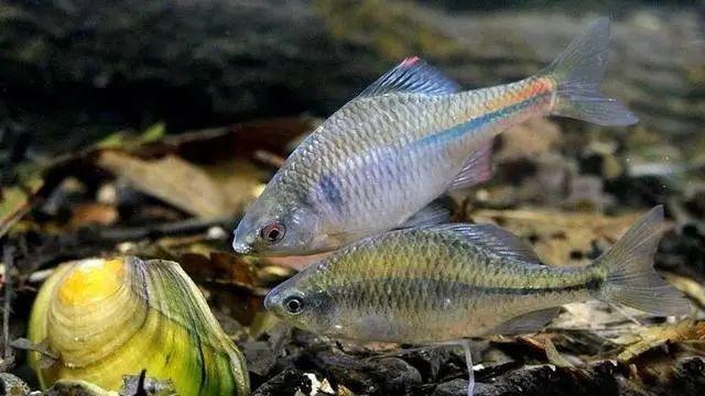 有这种“苦鱼”的地方，就会有河蚌