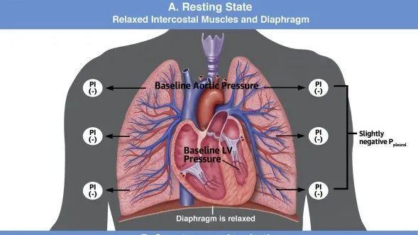 第191期 心肺相互作用：从生理学到临床