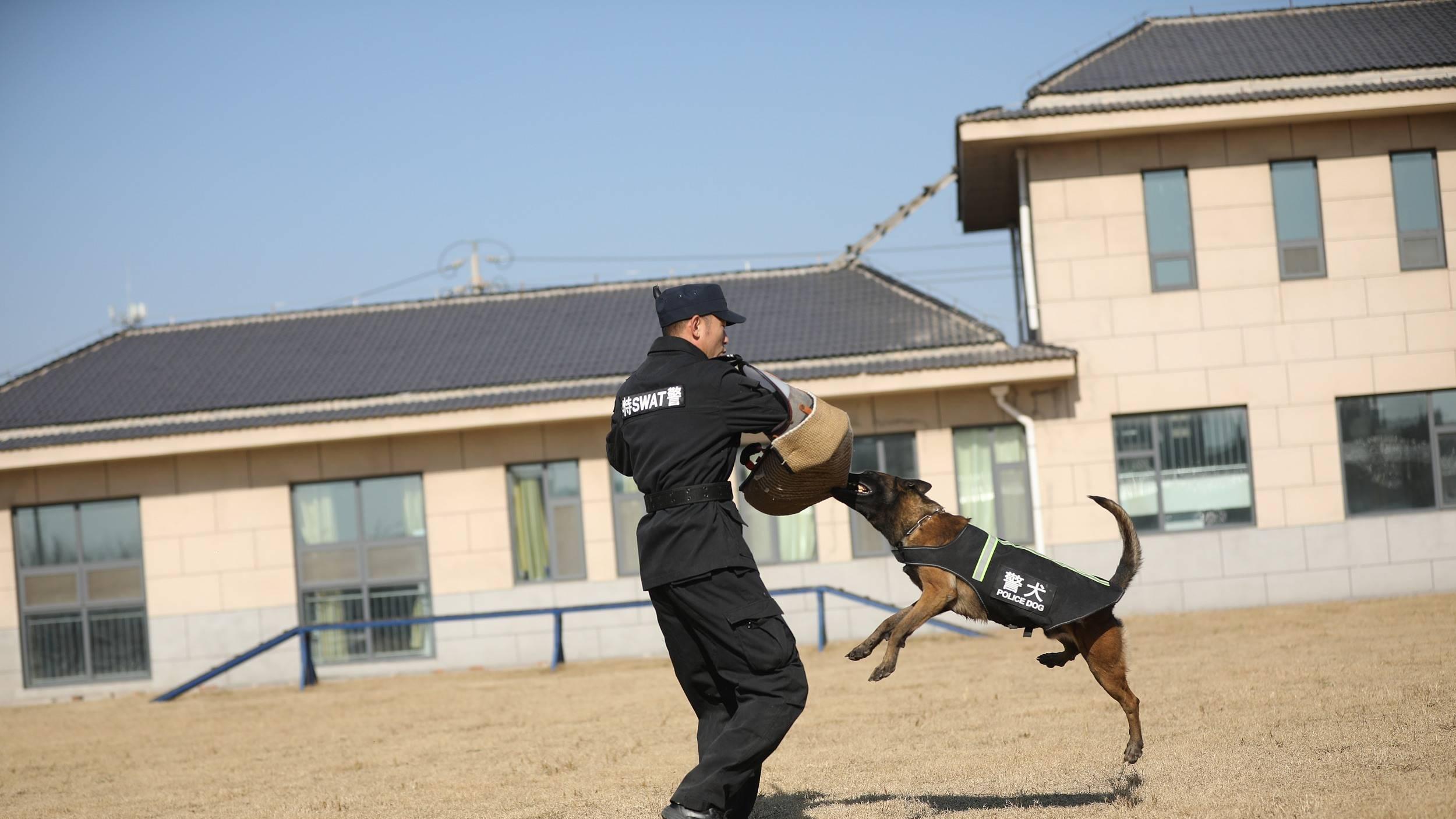 警犬到底有多飒