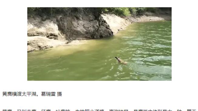 黄山区：国家“三有”保护动物野生黄麂横渡太平湖