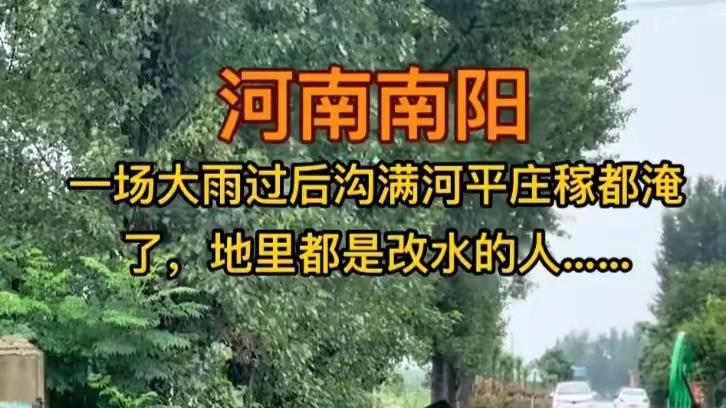 南阳水退满地疮痍！西瓜烂一地，玉米倒伏，浇地的老头又来改水了
