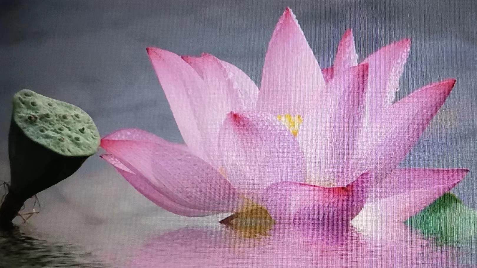 十二因缘法之内涵