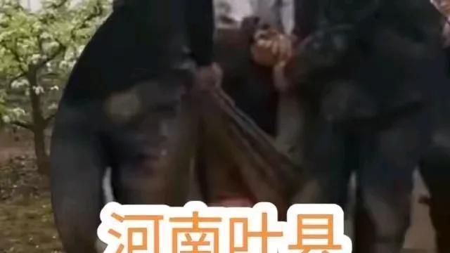 这下真是闹大了，河南叶县领导率400多号人，强拆学生果园