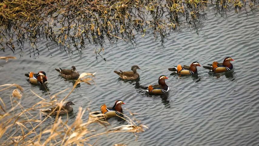 《偶遇奇迹: 邂逅罕见的野生鸳鸯》