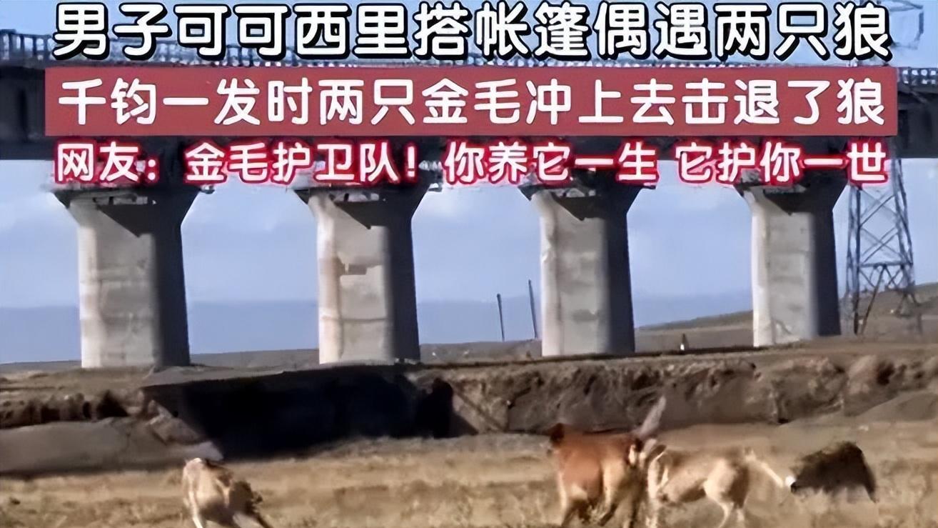 男子可可西里遇两只狼偷袭，金毛勇敢护主，不要忘记金毛的全称也是猎犬