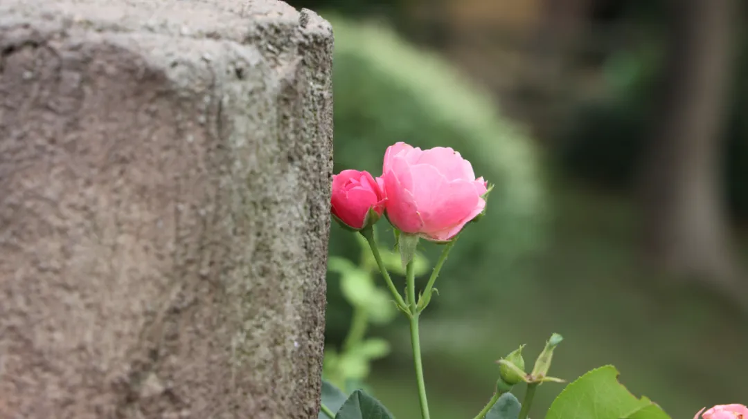 《诗经》中透露的爱情密码：“山中只见藤缠树，世间哪有树缠藤”