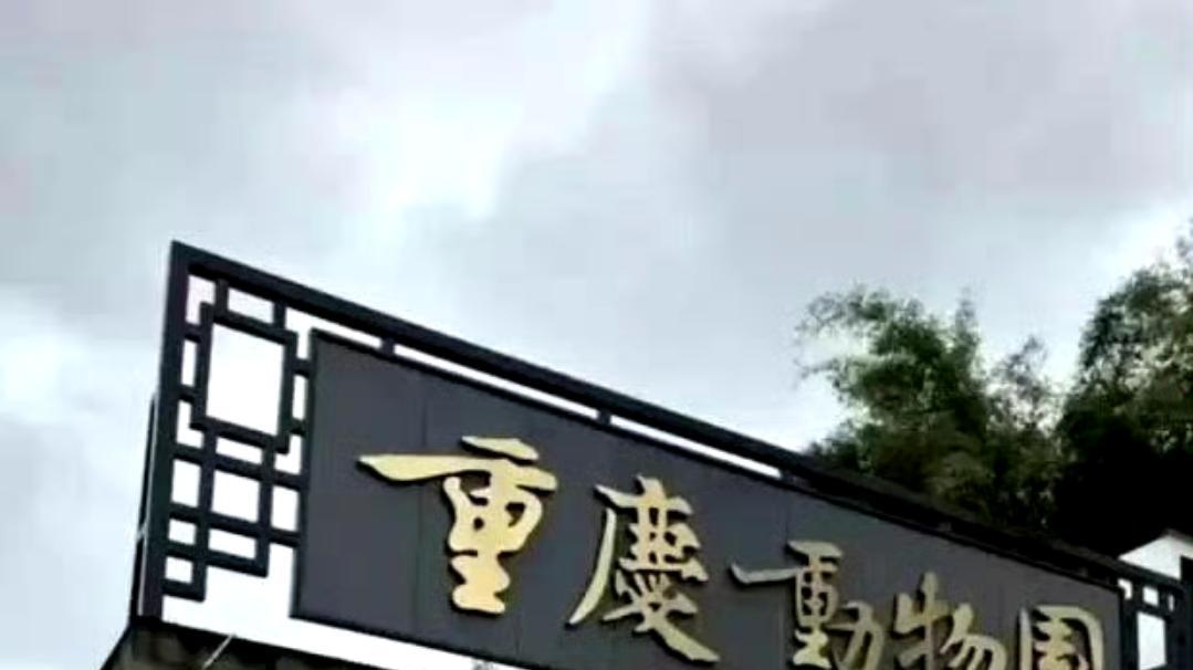 赵丽颖成都站台，身穿丝绒高定西装，英姿飒爽