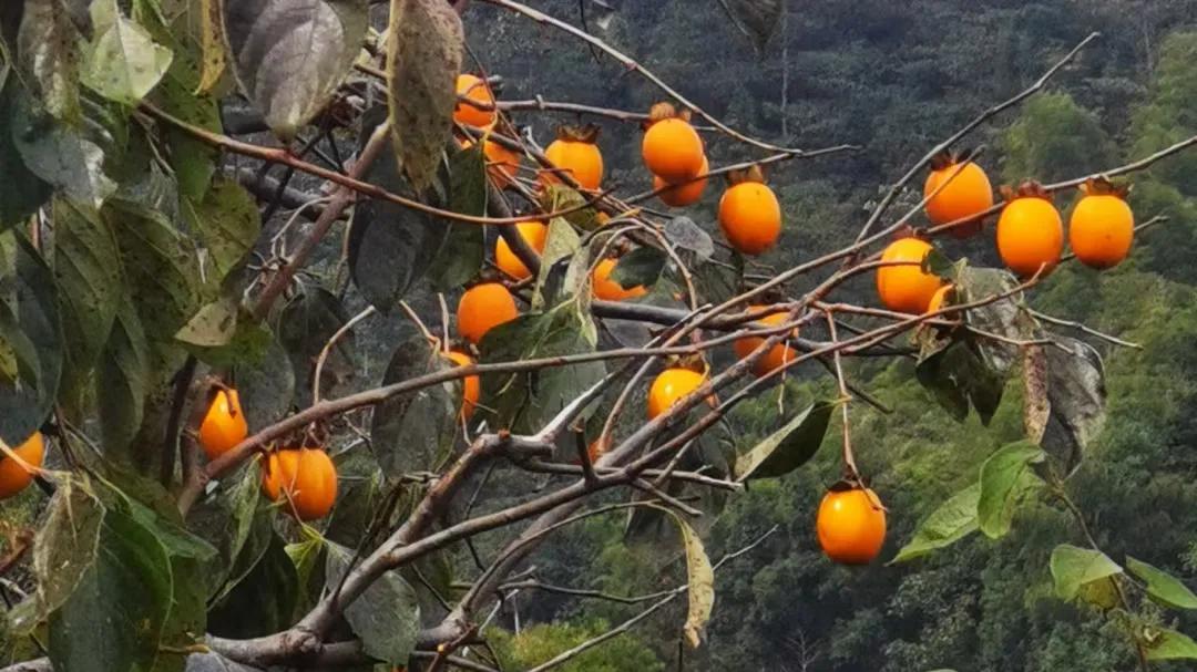 《屈原列传》：史笔如刀与以史为鉴