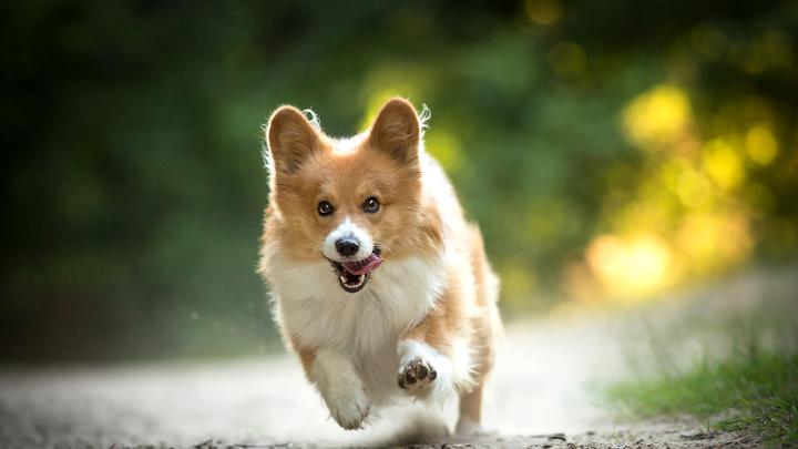 科学揭秘：狗狗的爱比你想象得更深！