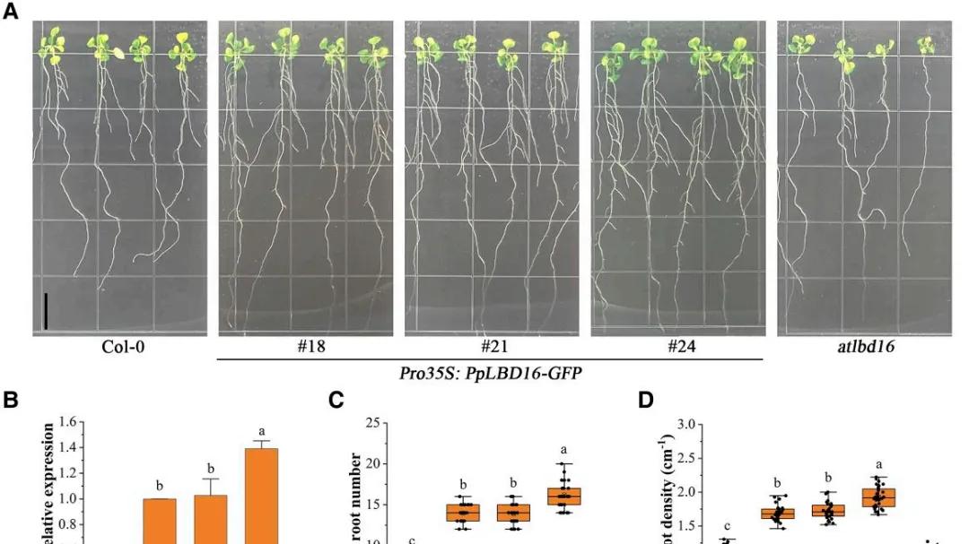 文献解读 | 转录因子LBD16靶向细胞壁修饰离子转运基因影响桃树侧根形成
