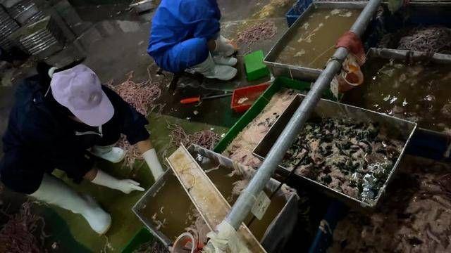 洗鹅肠用脚踩、污水中捞出死鸭！火锅中鸭肠你还敢吃吗？