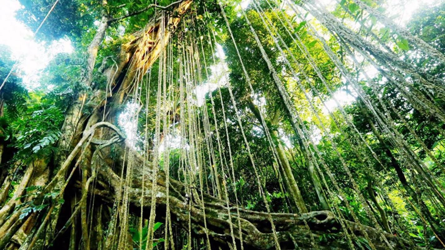 琼中旅行必备：穿越雨林，探秘黎苗文化的三大景点