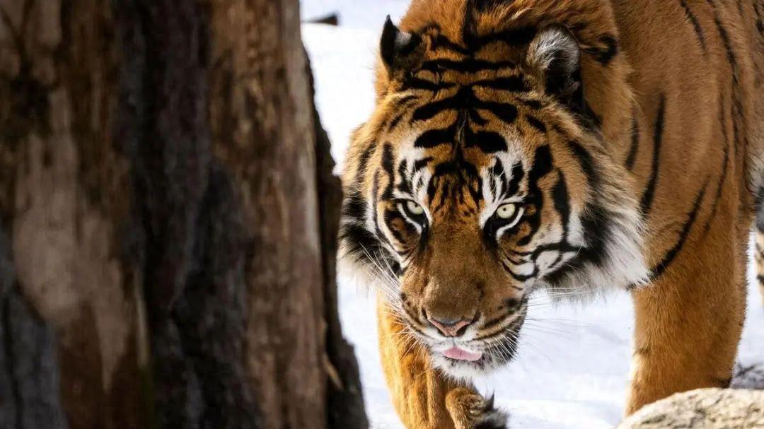 东北虎王一怒杀20狼，只因妻儿遭屠戮，这片林子从此再无狼嚎