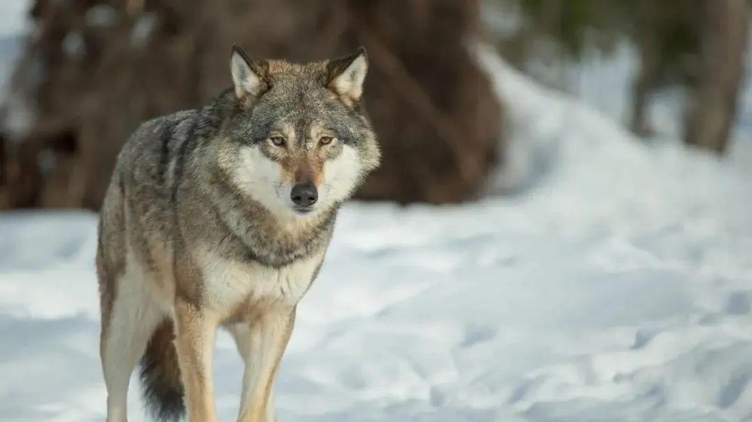 内蒙古老人养狼30天，邻居损失83只羊，原来是老狼暗中吃里扒外