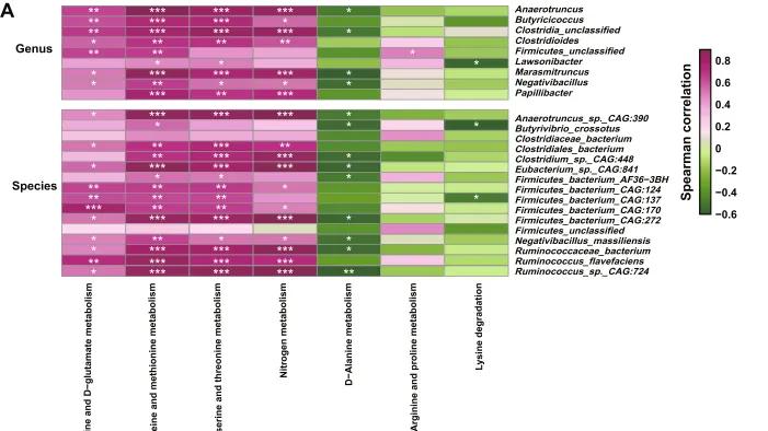 文献解读 | 后肠微生物组通过影响谷胱甘肽合成促进产后奶牛氧化应激的发生