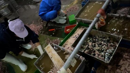 卧底鹅肠工厂：脚踩挤粪血水上色 鸭肠筐里扔烟头