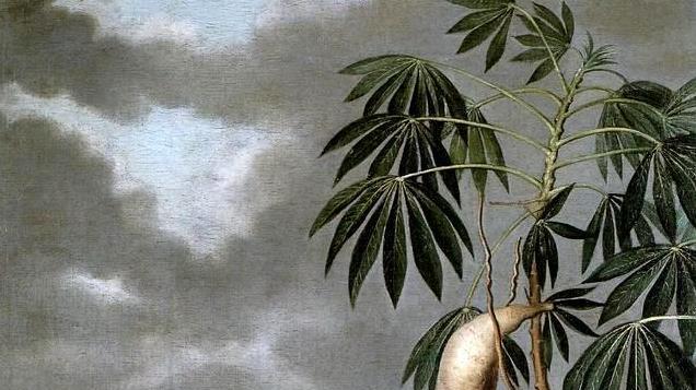 一种剧毒的植物，养活了至少8亿人，还充斥在我们身边很多角落