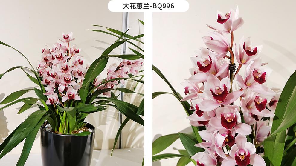 兰花出花芽要多久？春兰与大花蕙兰实例详解及科学原理剖析