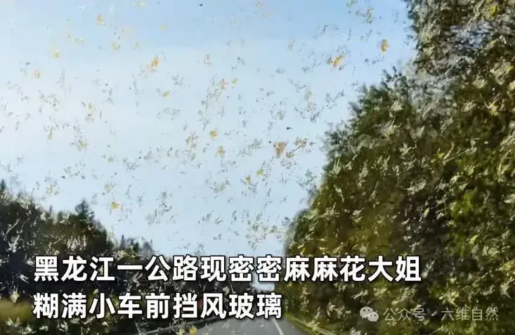 女司机在黑龙江公路遇到飞虫群，车窗遭撞击视线受阻，为何花大姐大规模涌现？