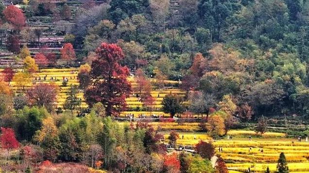 国内唯一敢叫板党岭的地方！秋景胜过光雾山，门票更是免费！