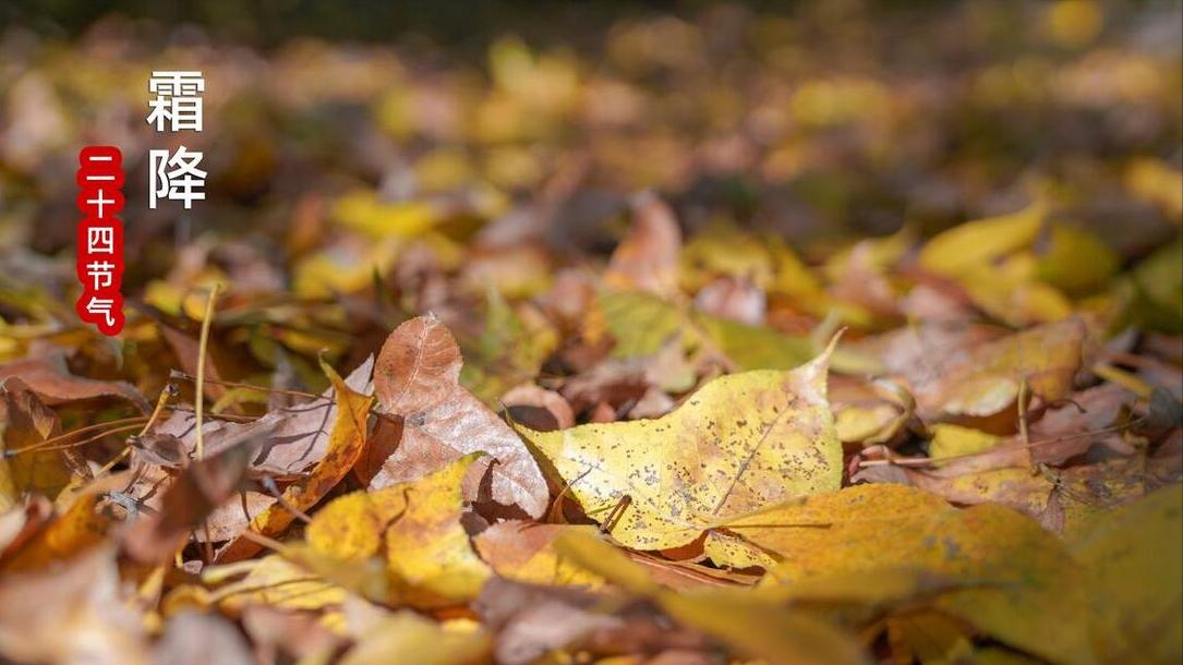 明日霜降节气：今年霜降是早是晚？还有多久入冬？霜降这天有预示